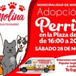 adopcion-de-perritos-Molina